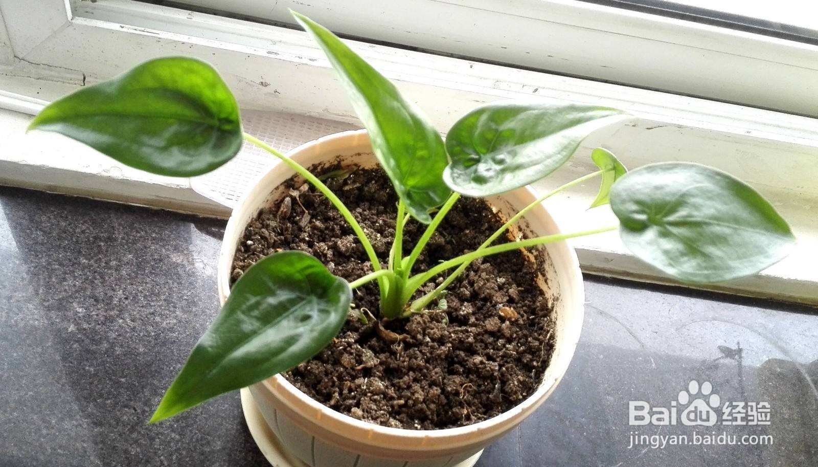 尖尾芋的功效与作用有哪些呢