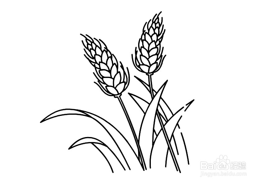 怎么画成熟的小麦简笔画