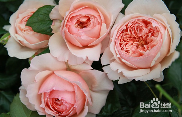 最抗病耐热好养的月季