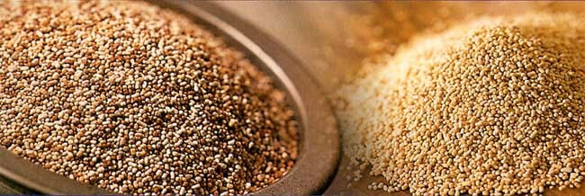 如何自己制作虾类饲料