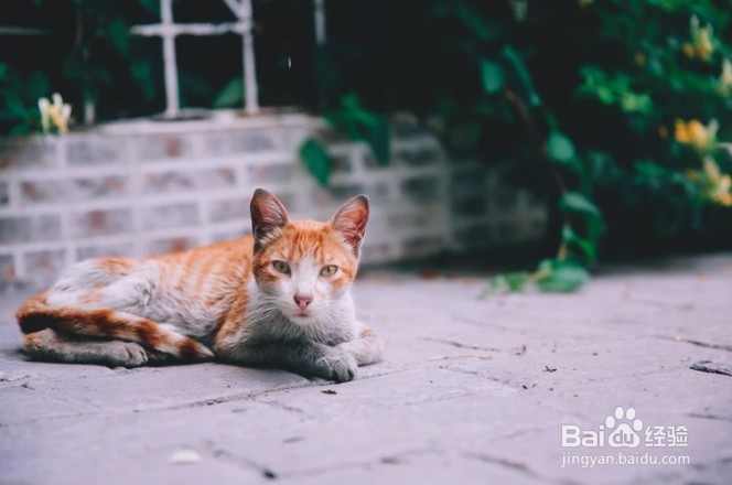 怎么样防止小猫咪咬人