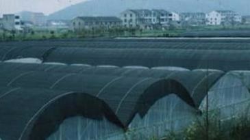 遮阳网覆盖技术在夏季蔬菜花卉生产上的应用