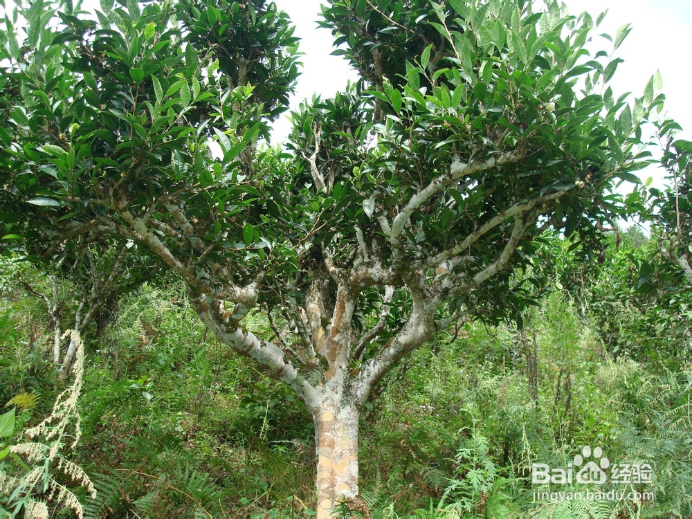 生熟普洱茶可以一起泡来喝吗