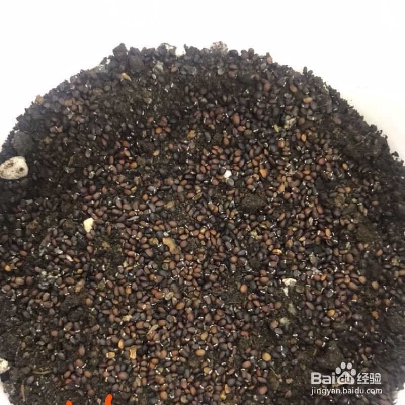 薄荷种子怎样播种呢