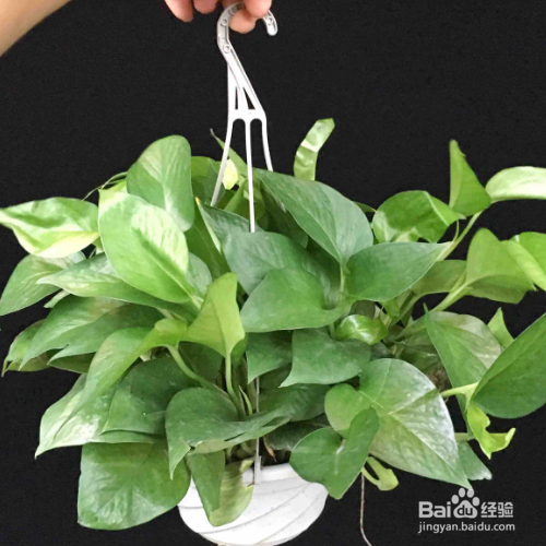 绿萝不绿是什么原因