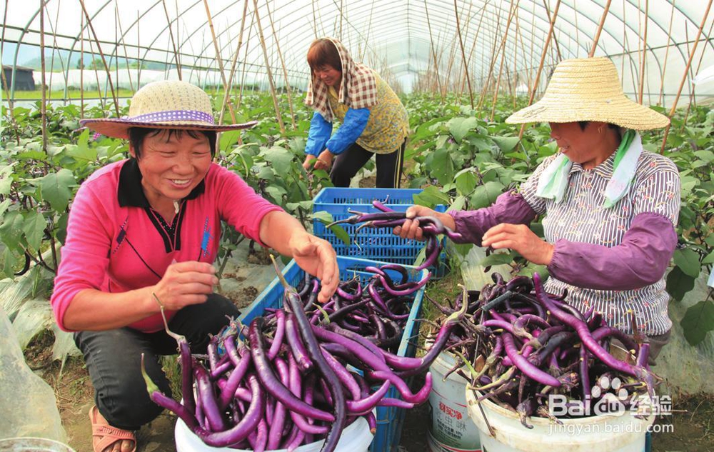 如何挑选茄子及其营养价值