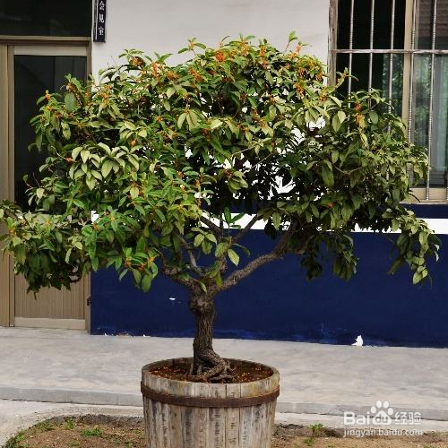 盆栽桂花叶落了怎么办？