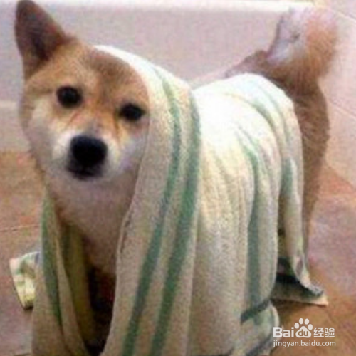 给狗狗洗澡,怎样才能洗的更干净?