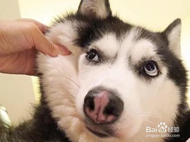 给你狗狗洗澡的美容师合格吗?