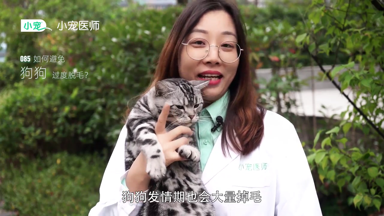 如何避免狗狗过度脱毛