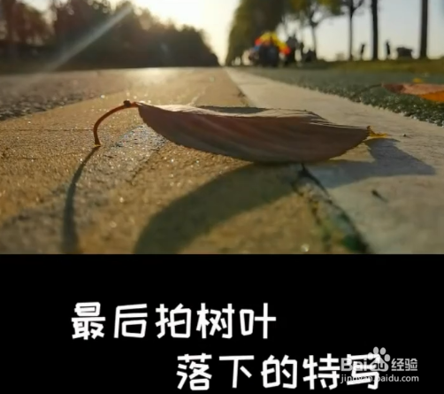 秋天落叶怎么拍？