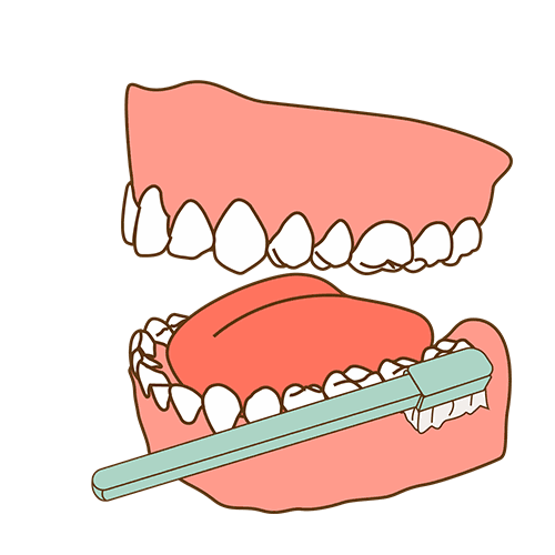 2～3mm)水平颤动的动作在同一部位数次往返,然后将牙刷向牙冠方向转动