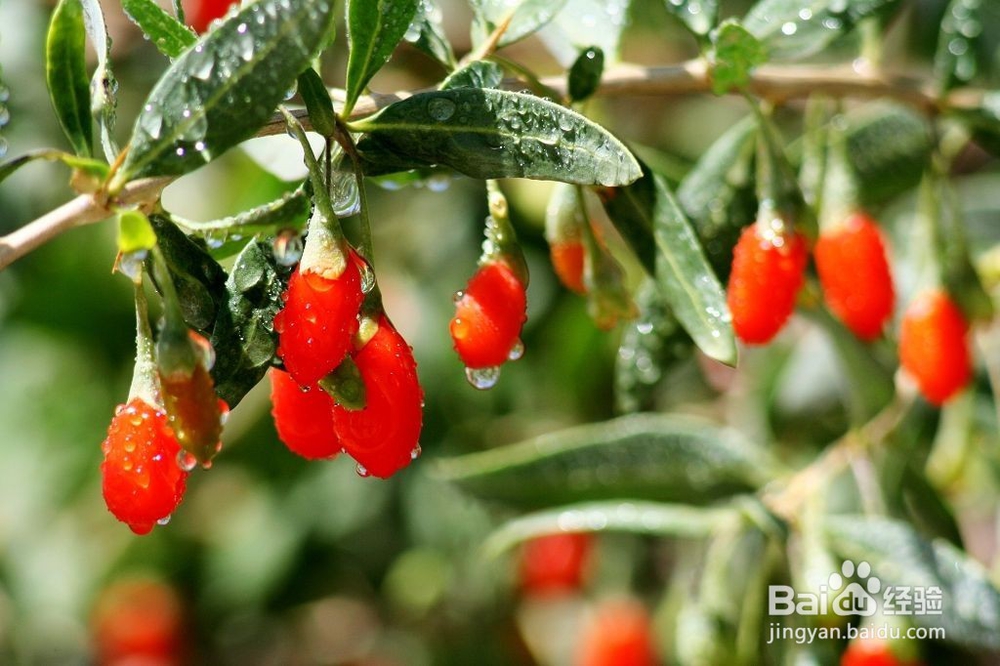 春天喝什么茶能有效提升我们的工作效率