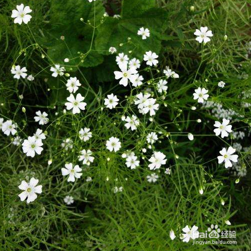 丝石竹的培育方法和注意事项