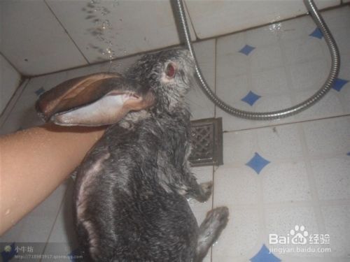 怎样给宠物兔洗澡