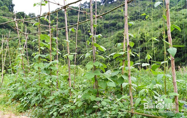豆角抗重茬的管理措施和施肥管理方法