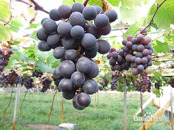 怎么种葡萄好