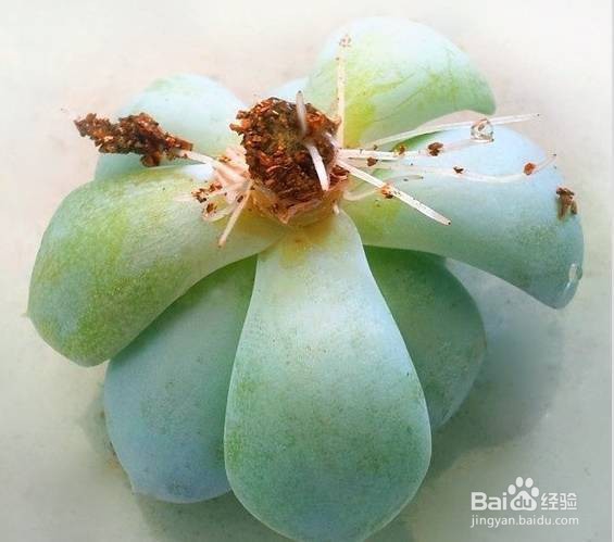 冬天多肉叶片扦插方法