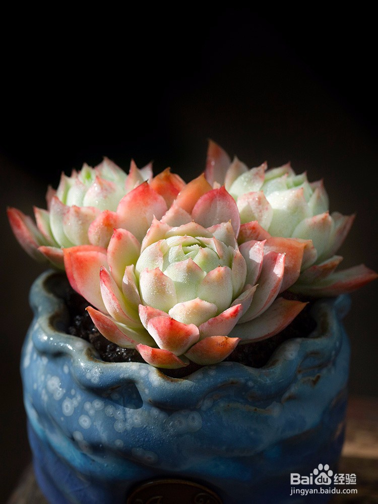 多肉植物冻伤该如何处理,多肉过冬注意事项