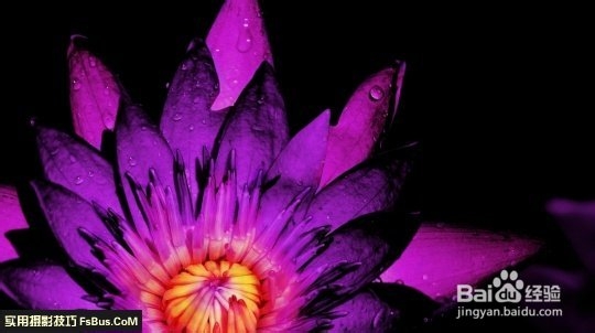 数码相机—花卉拍摄技巧