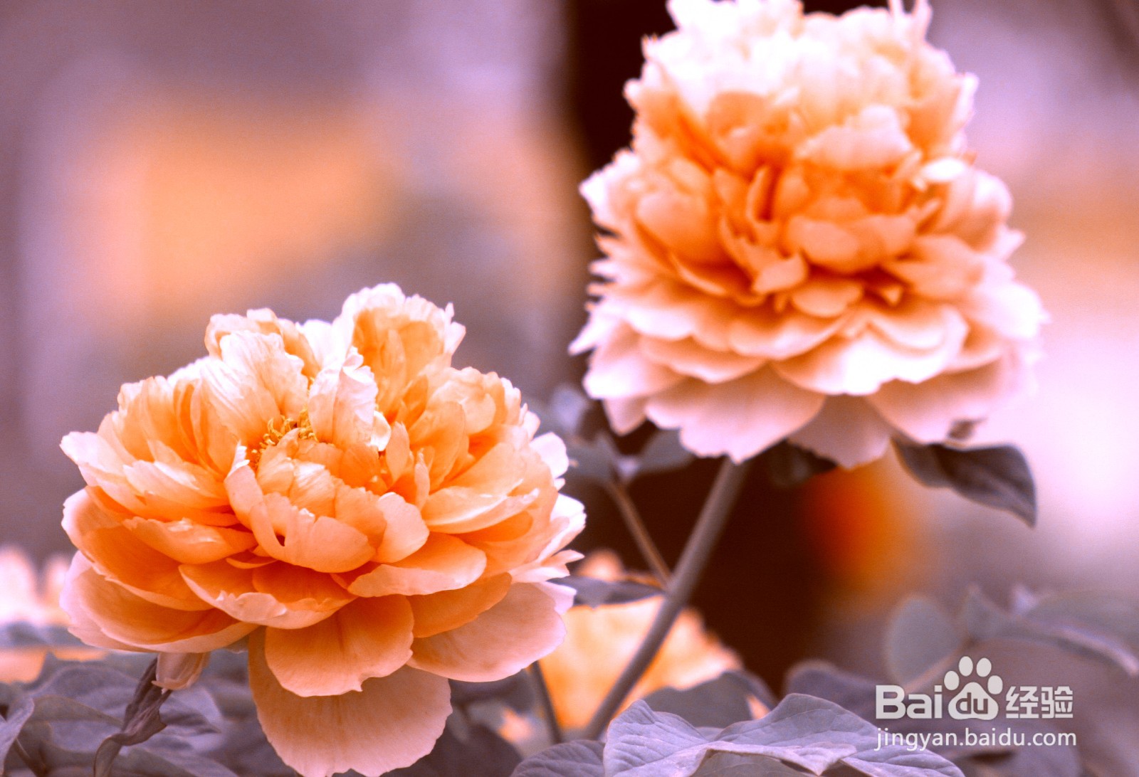 【PS技巧】利用PS给花朵营造金色古韵色彩的效果