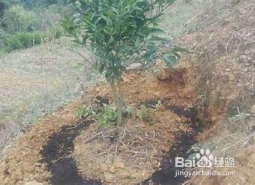 怎么给树施肥
