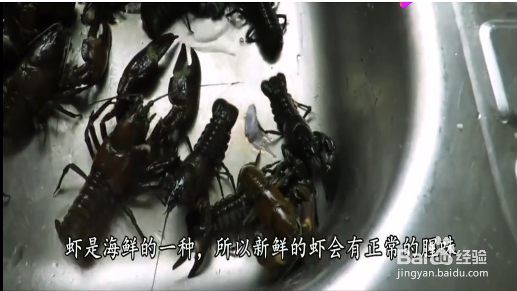 如何进行选购虾？