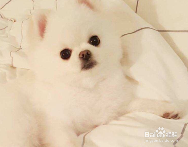 狗尿味一天会消散吗？