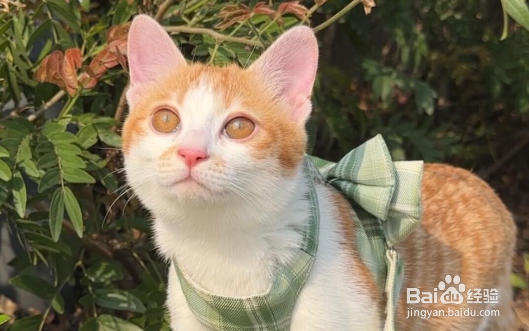 以下哪种因素会导致宠物猫咪掉毛？