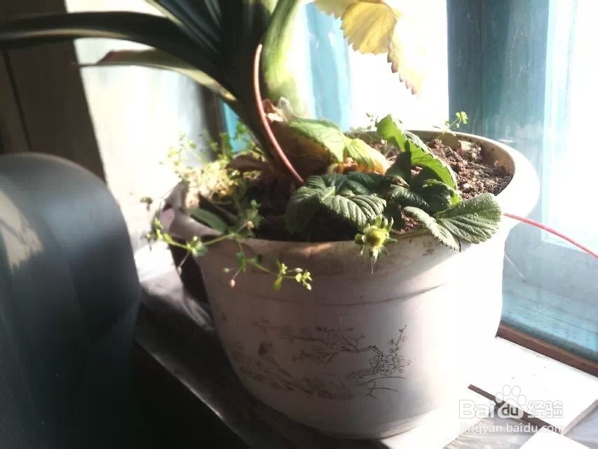 在花盆里种草莓的具体方法,分冬季和夏季两种.