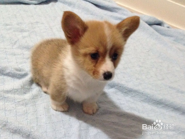 柯基犬幼犬怎么饲养