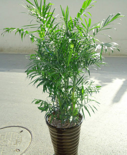 夏威夷竹叶子枯黄脱落,怎么办