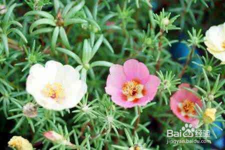 适合夏天养的花