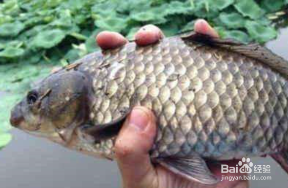 中秋怎么钓大鲫鱼？