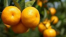 现在吃什么水果好