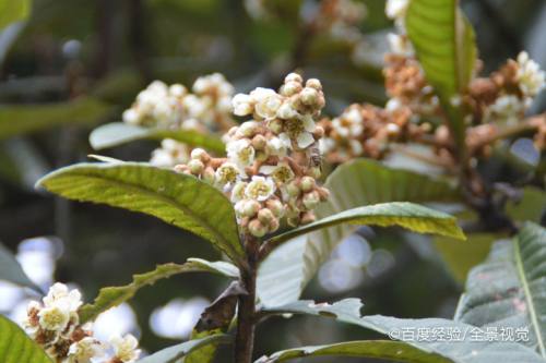 枇杷花的作用有哪些 百度经验 枇杷花的作用有哪些 百度经验