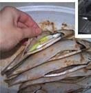 口水焦香烤鱼 ,