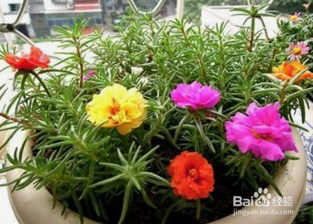 太阳花怎么养才会爆盆