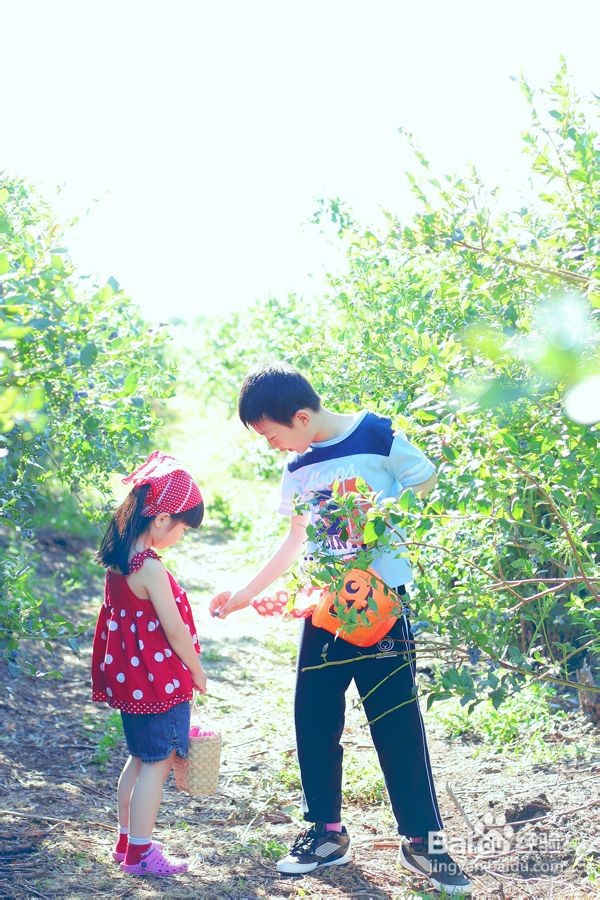 温哥华蓝莓园里的小清新