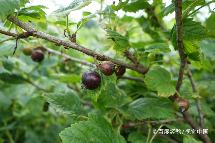 孕期、坐月子能吃黑加仑吗