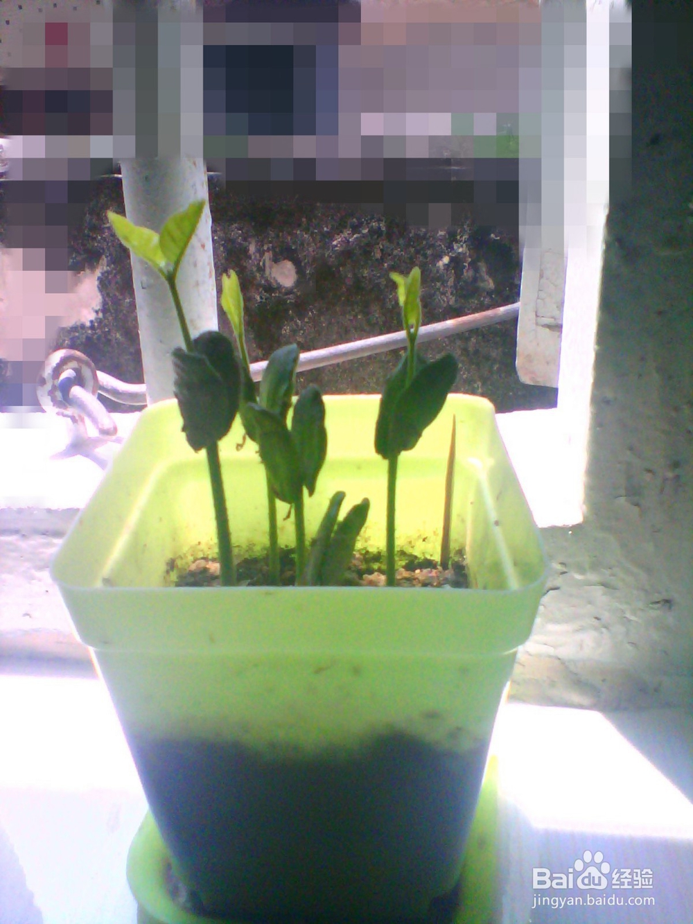 简单种植黄皮果盆栽