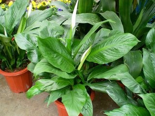 如何莳养风姿雅致的白鹤芋?