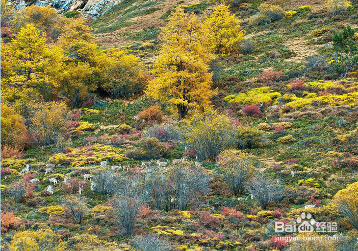 出外旅游观景看美貌找到自己心中的香格里拉