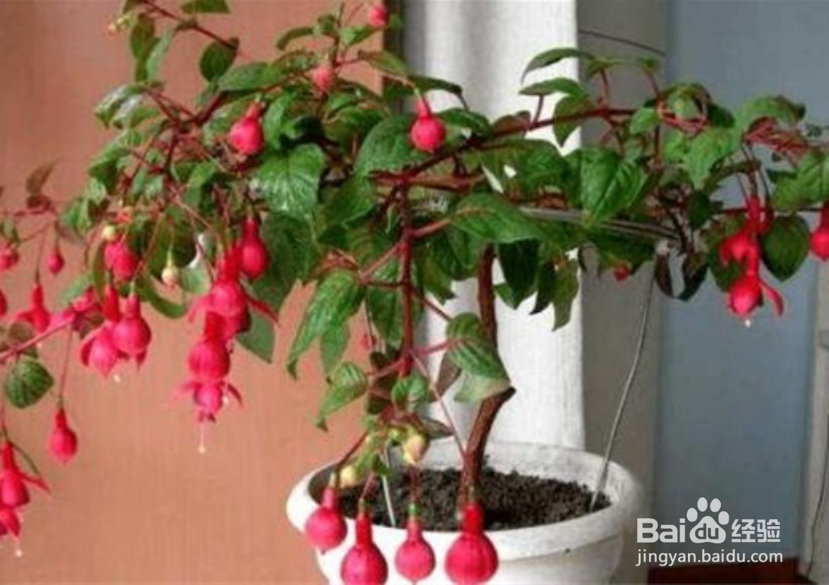 到挂金中怎么养