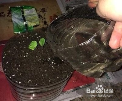 油桶做花盆图片 制作方法