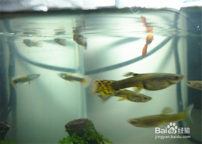 新买来的孔雀鱼怎么养