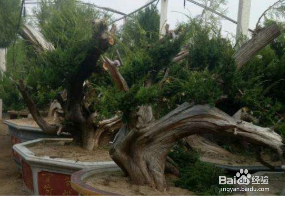 柏树怎么种植和养护