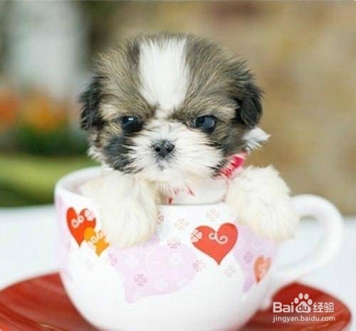 被狗猫咬伤怎么办?