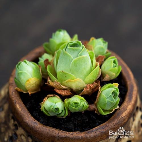 多肉植物所代表的花语 百度经验