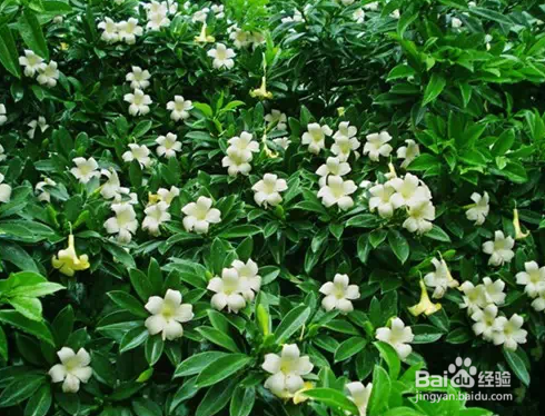 生活 对家中有益的植物